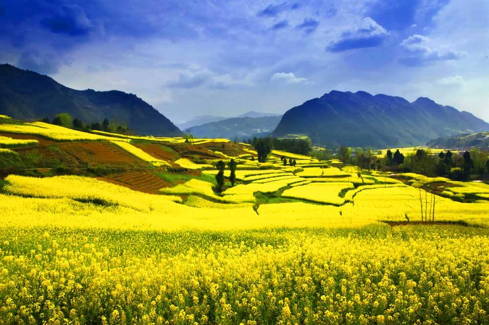 汉中陈村油菜花