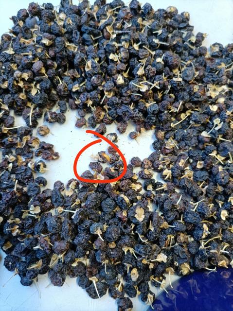 丹凤县宝和堂医药超市销售三无产品枸杞里吃出虫子