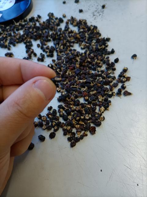 丹凤县宝和堂医药超市销售三无产品枸杞里吃出虫子